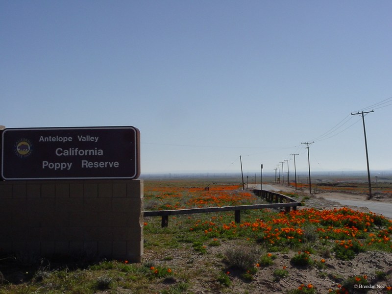 Antelope Valley Poppy Reserve - Los Angeles 3-03 357
